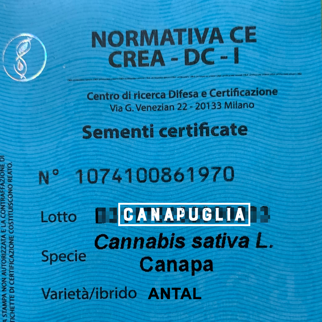 Antal