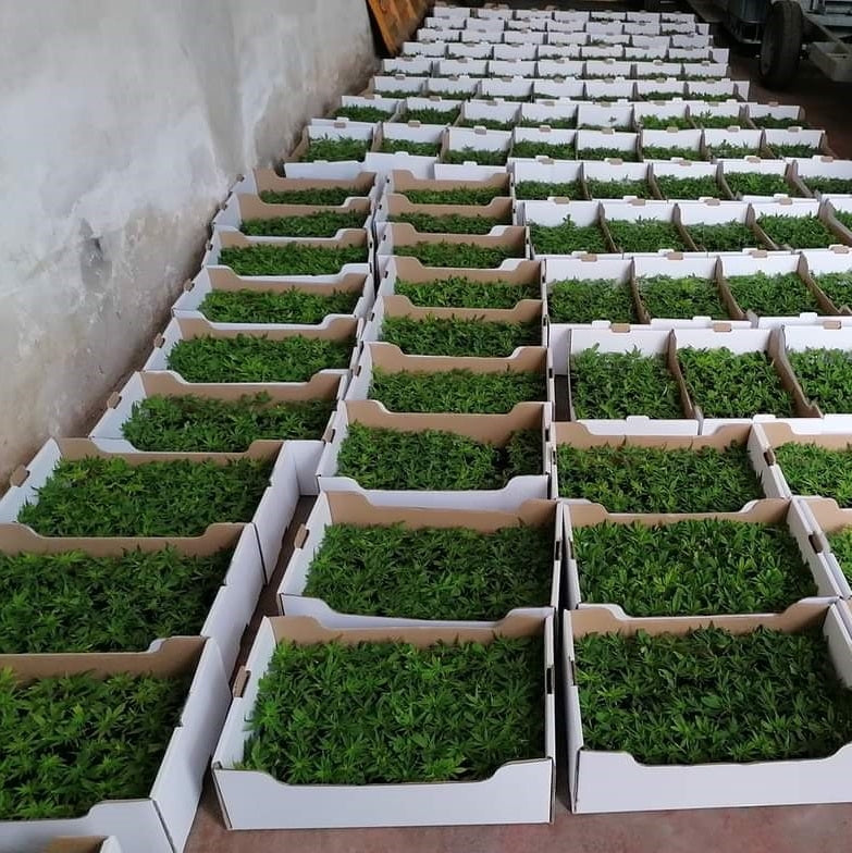 Certified hemp seedlings